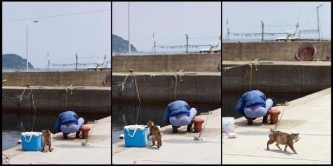 Cats That Are Master Thieves