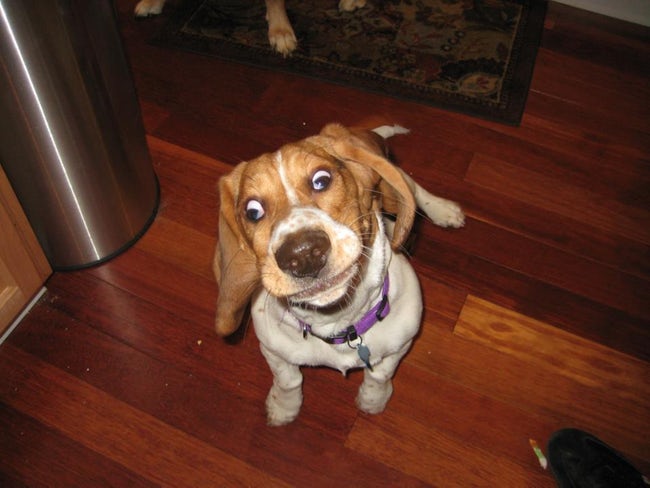 Cute Derpy Dogs That'll Make You Smile