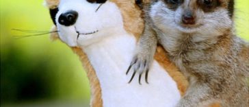 Cute Animals Side By Side With Toy Versions Of Themselves