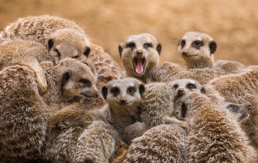 Meerkats