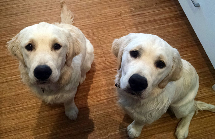Dogs Help Toddler Escape Room So She’d Give Them Snacks