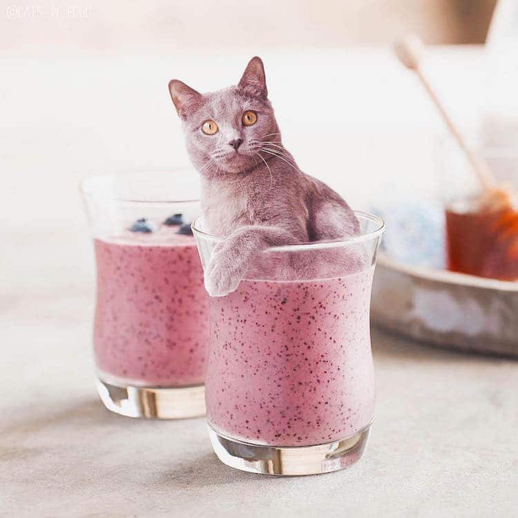 Russian Artist Photoshops Cats Into Food, and the Results Are Pu