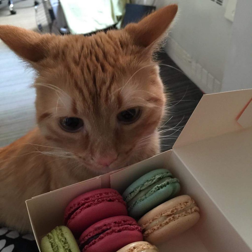 Cute Animals That Are Obsessed With Your Food