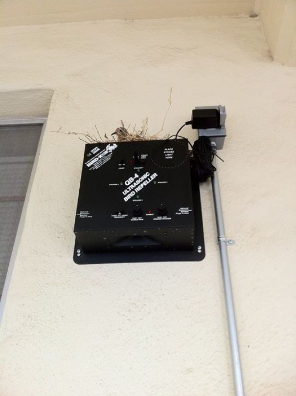 Badass Animals Who Don’t Care About Your Stupid Rules