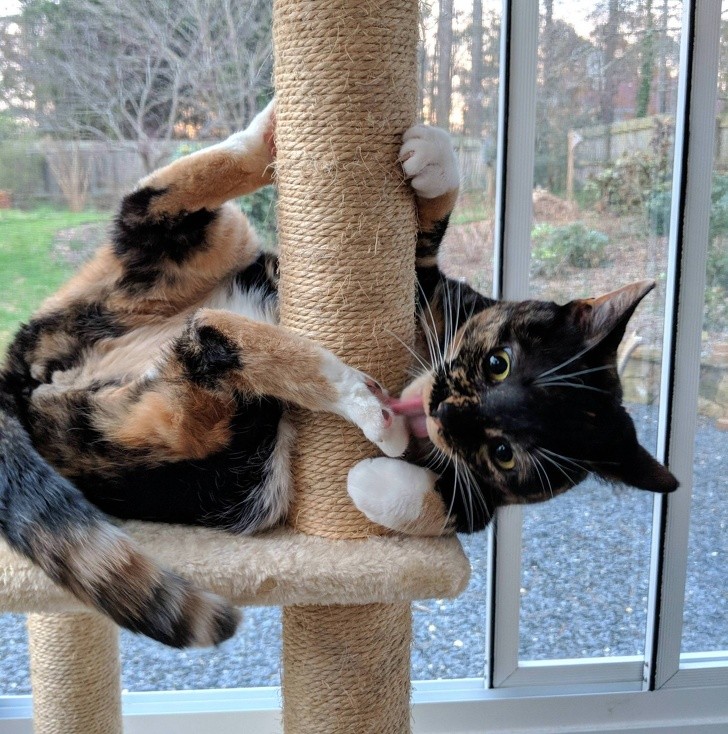 Photos of Animals That Can Help You Make It to the End of the Da