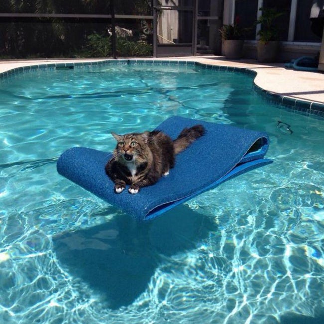 Animals that have really gotten themselves in funny situations