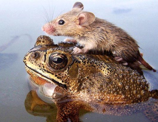 Greatest Pictures of Animals Riding Other Animals
