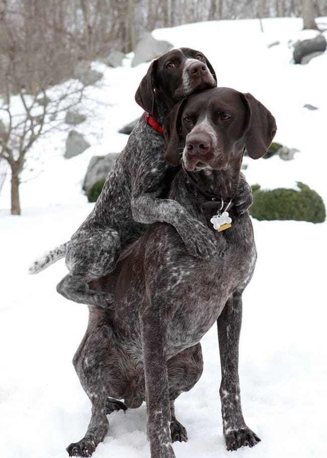 Most Adorable Examples of Animal Teamwork