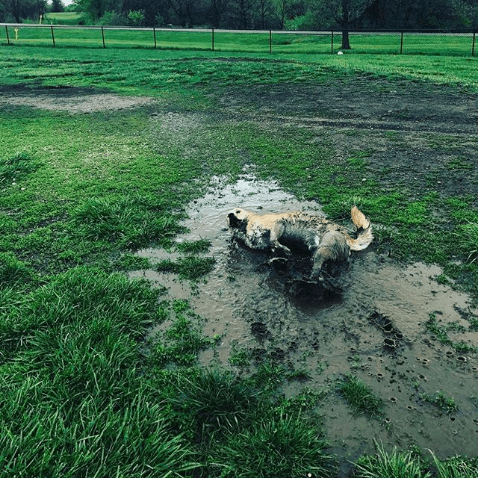 Hysterical Photos of Dogs Testing Their Owner’s Patience to the