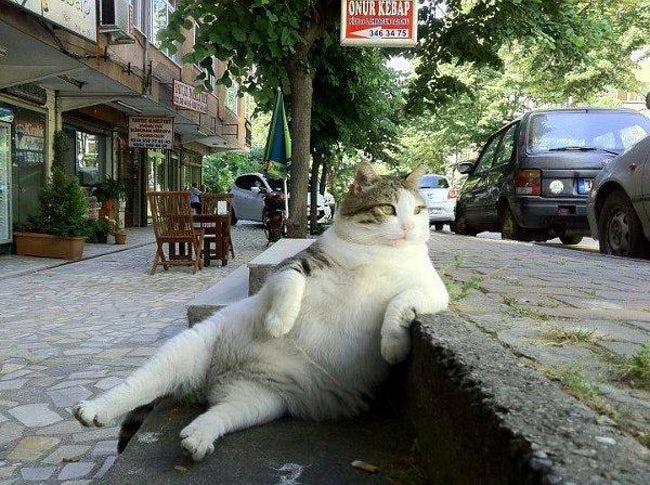 Funny Pictures of Animals Sitting Like People