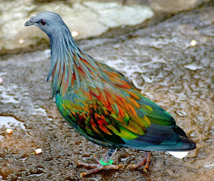 Animals With Unexpected Colors