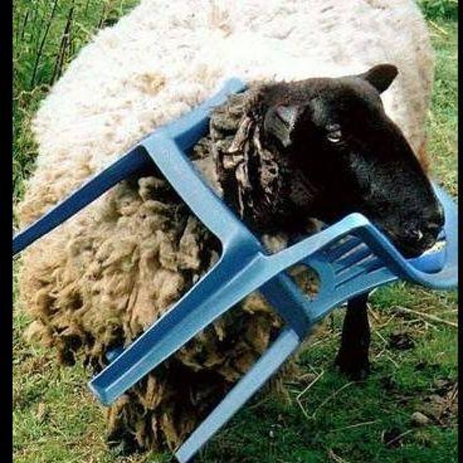 Animals that have really gotten themselves in funny situations