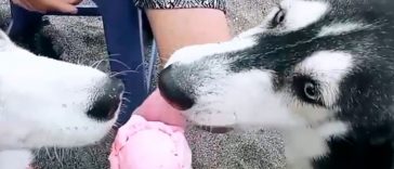 Man Found a Sick Stray Dog and nursed her to health