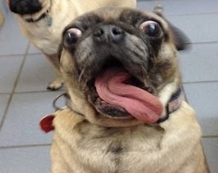 Animals That Can’t Hide Their Emotions Anymore