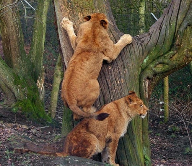 Most Adorable Examples of Animal Teamwork