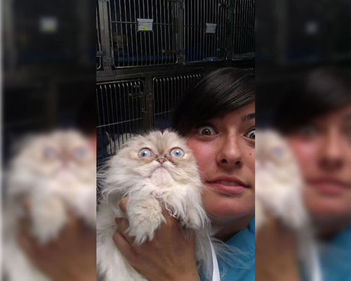 Pets Who Just Realized That They’re Headed to the Vet