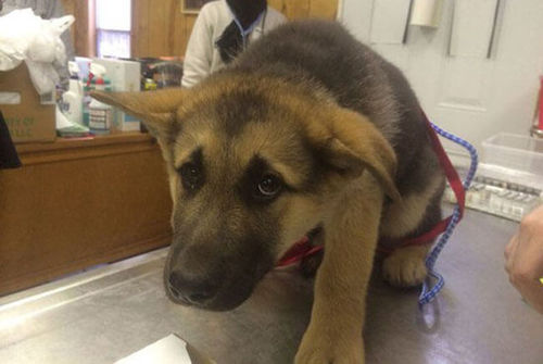 Pets Who Just Realized That They’re Headed to the Vet