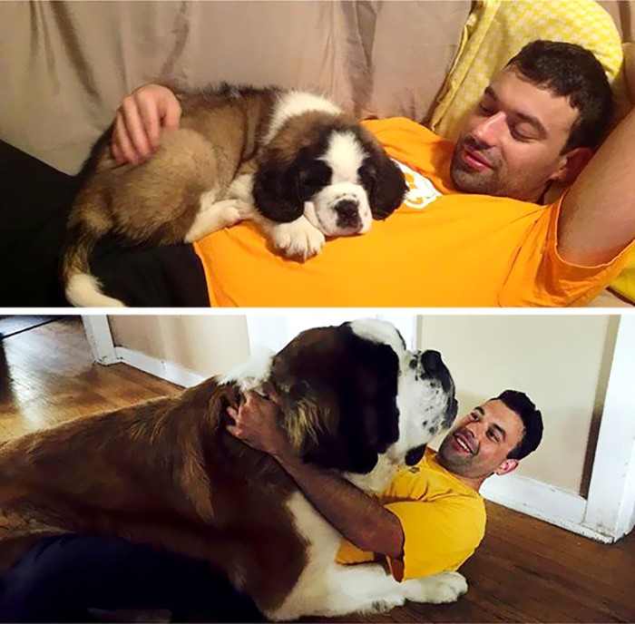 Big Dogs Who Think They're Lap Dogs