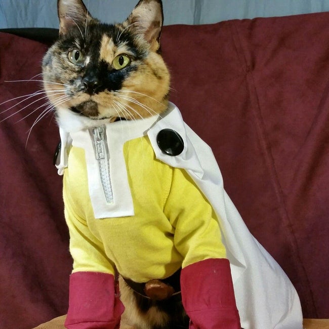 Cats Whose Anime Cosplay Is Better Than Yours