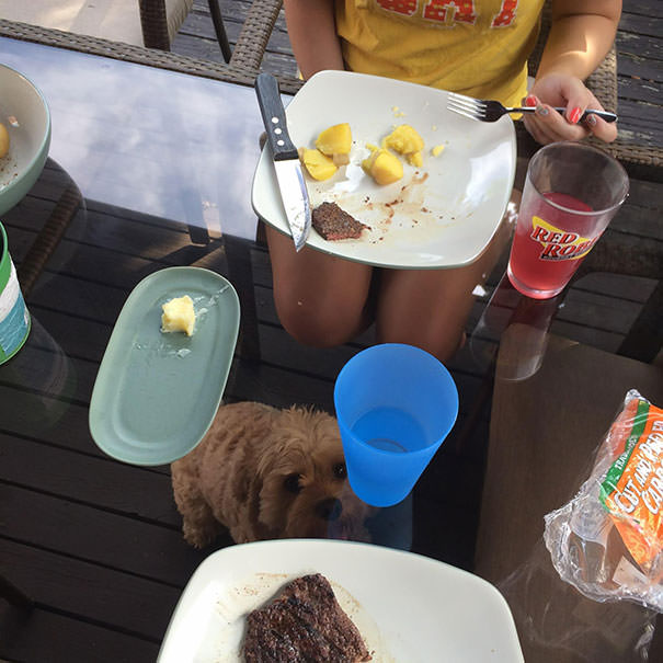 Funny Photos of Dogs Begging For Food That You Just Can’t Say No