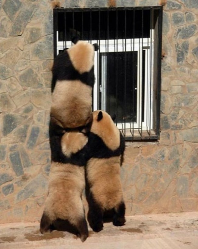 Most Adorable Examples of Animal Teamwork