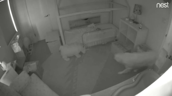 Dogs Help Toddler Escape Room So She’d Give Them Snacks