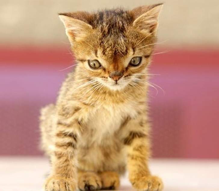 Animals With Adorable Quirks That Make Us Fall in Love With Them