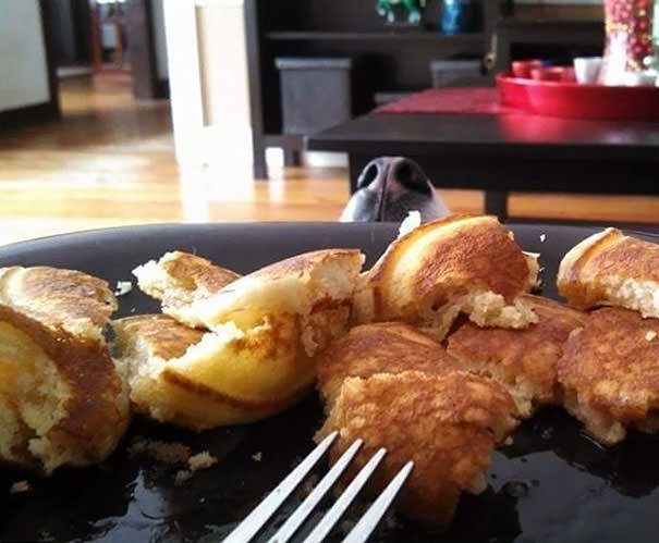 Funny Photos of Dogs Begging For Food That You Just Can’t Say No