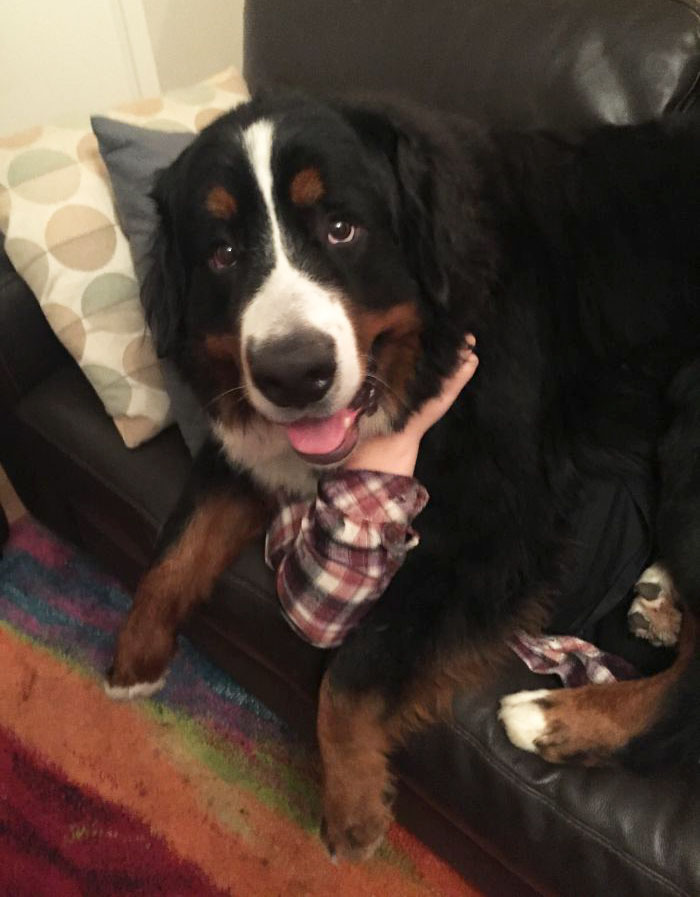 Big Dogs Who Think They're Lap Dogs