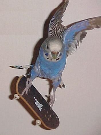 Animals That Forgot They Were Animals