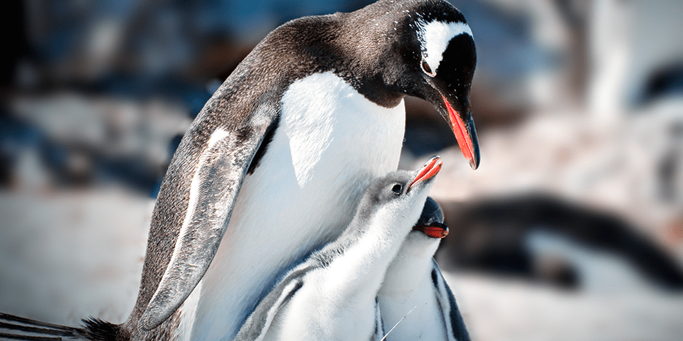 penguins natural enemies