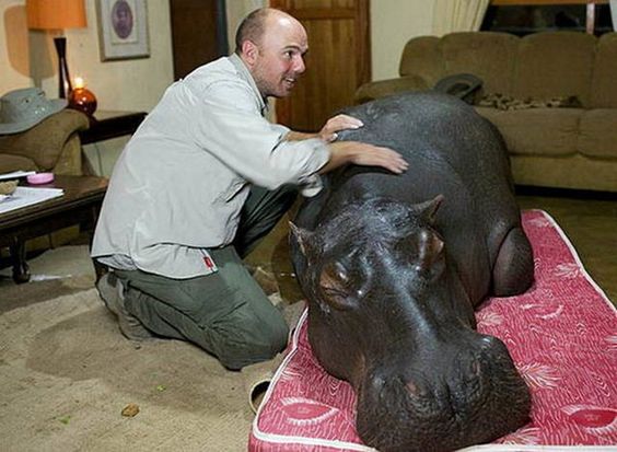 Pet hippo