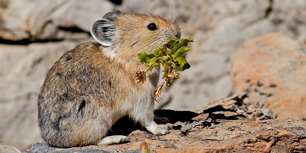 Cutest Animals You Never Knew Existed