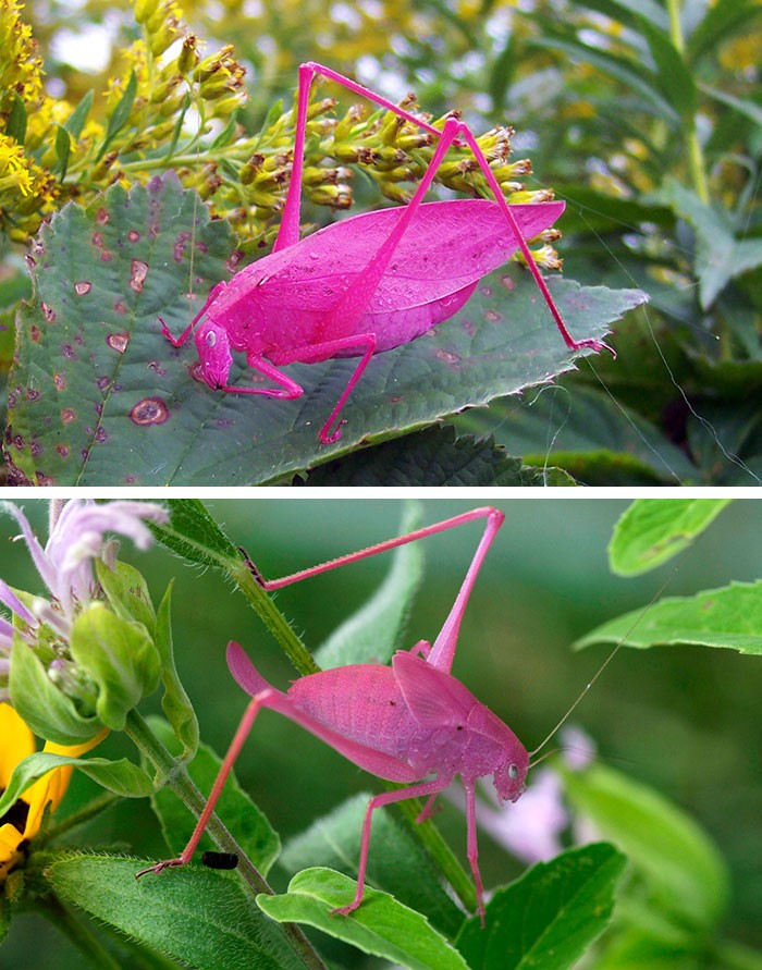 Animals With Unexpected Colors