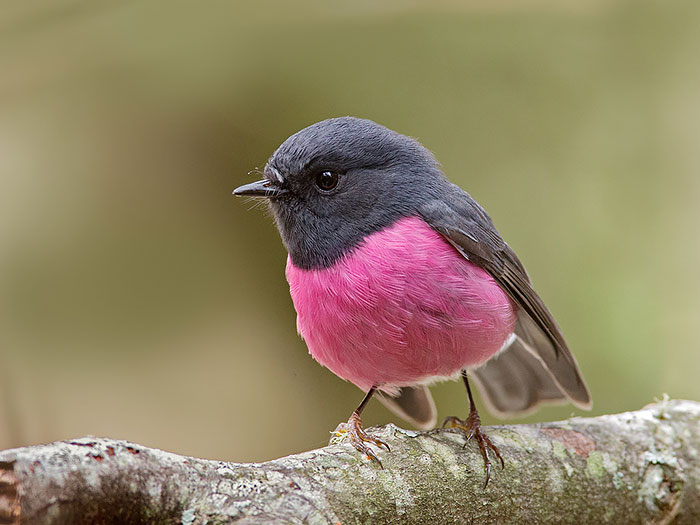 Animals With Unexpected Colors
