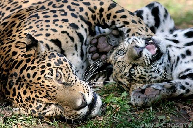 Funny Animal Expressions That tell What It’s like to be a Mother