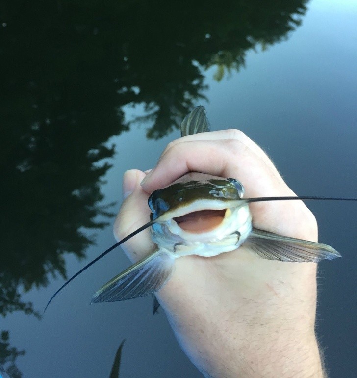 Animals That Can’t Hide Their Emotions Anymore