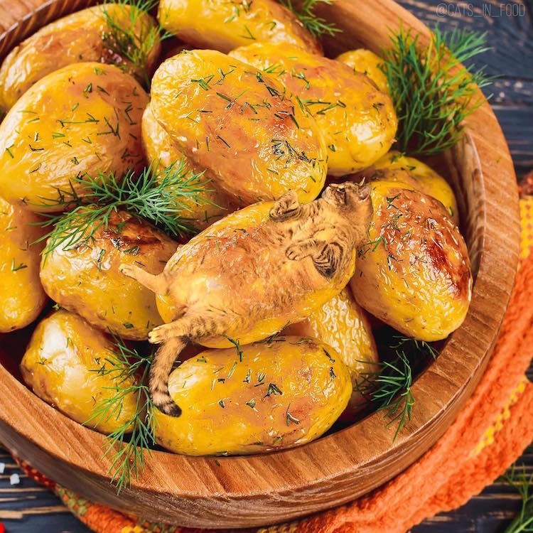 Russian Artist Photoshops Cats Into Food, and the Results Are Pu