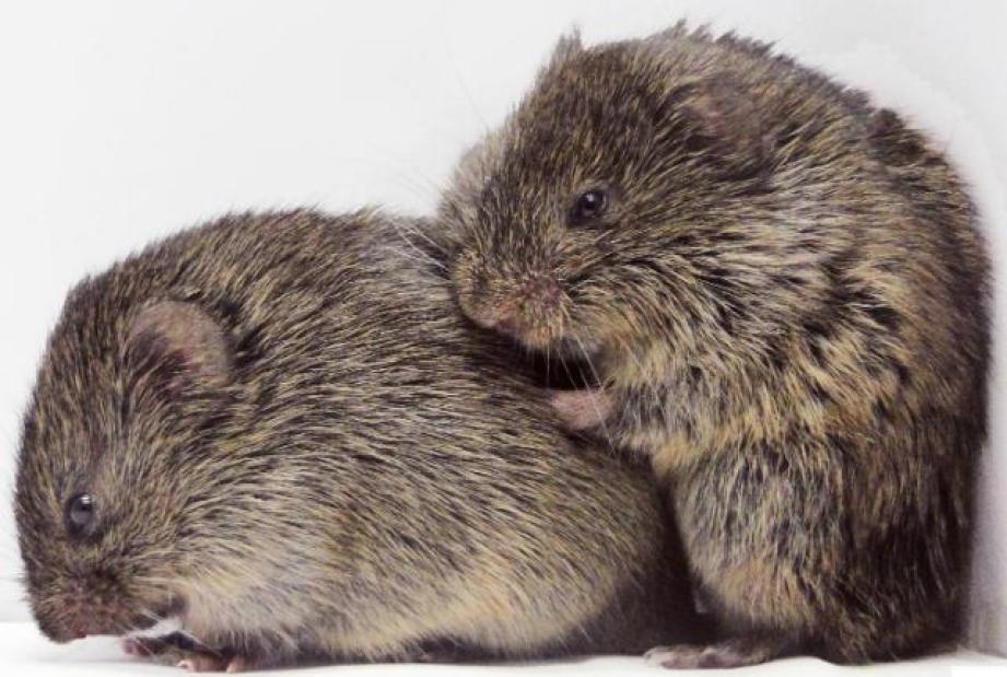 Prairie Voles