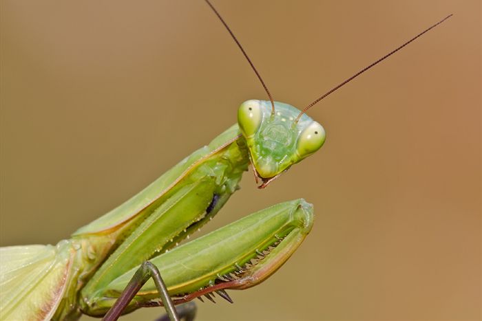 Praying Mantises