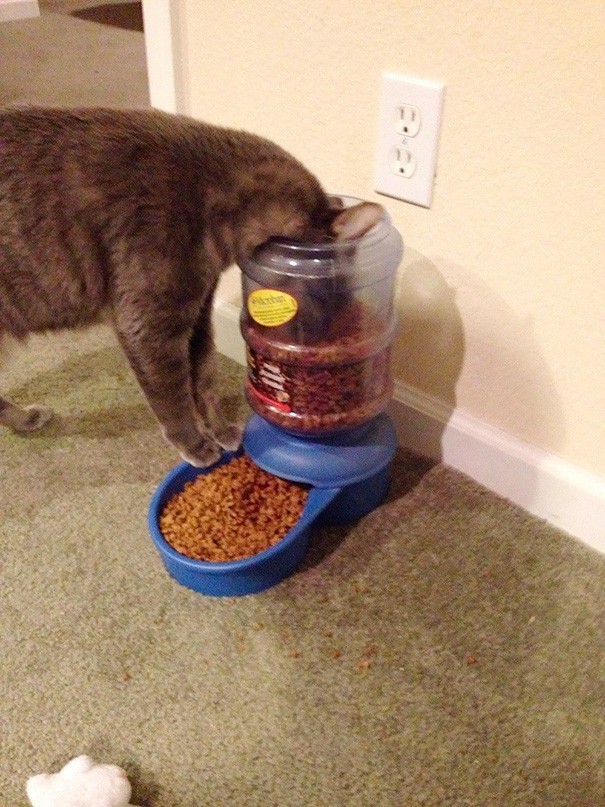 Hilarious Examples of Cat Logic