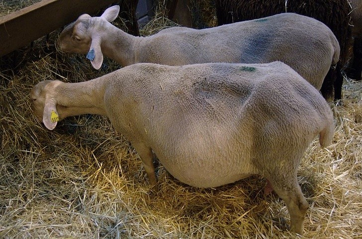 How Animals Look Before Giving Birth