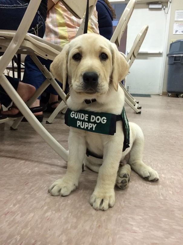 Puppies on Their First Days of Work That Will Make Your Day