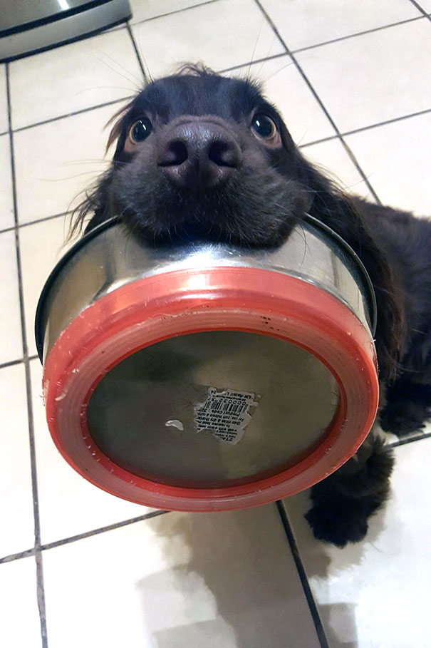 Funny Photos of Dogs Begging For Food That You Just Can’t Say No
