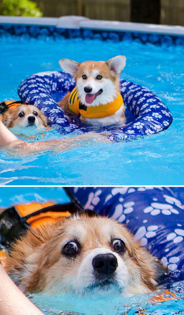 Hilariously Adorable Reasons Why the Queen Chose Corgis