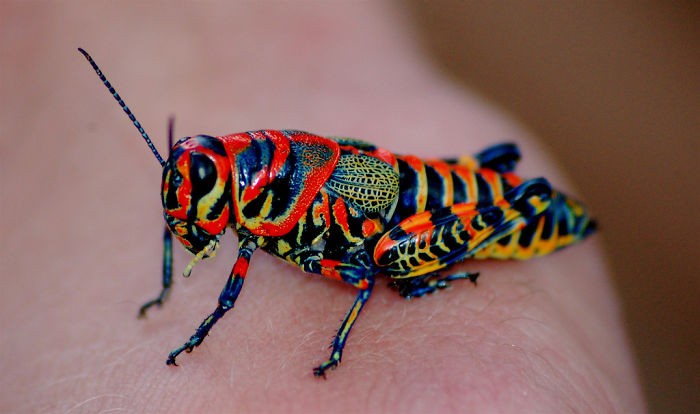 Animals With Unexpected Colors