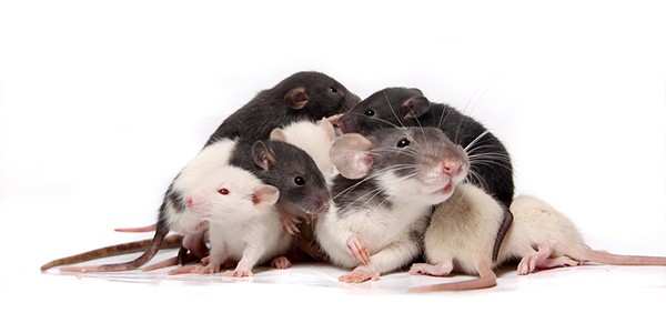 Rats