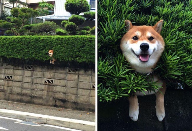 Animals that have really gotten themselves in funny situations