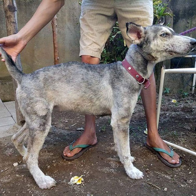 Man Found a Sick Stray Dog and nursed her to health