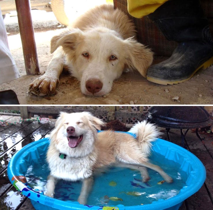 Heartwarming Transformation Of Pets Who Found Their Forever Home